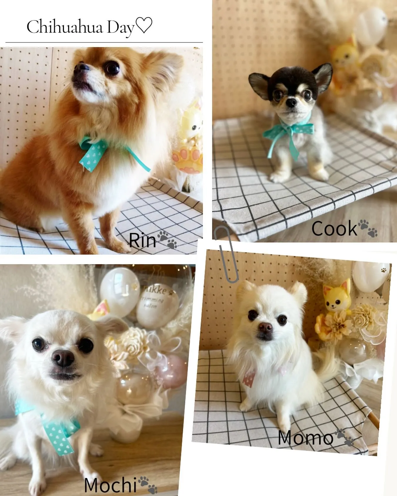 🐾本日チワワDay🐾